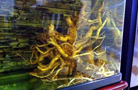 Cây đinh lăng khủng được ngâm trong bể cá cảnh