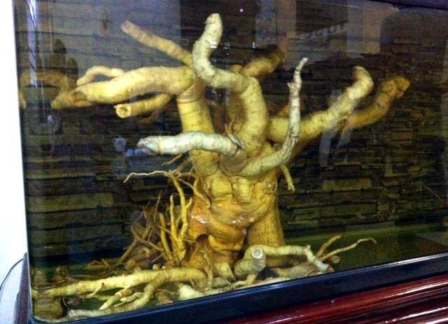 Bể rượu 500 lít ngâm củ đinh lăng khủng nhất Việt Nam