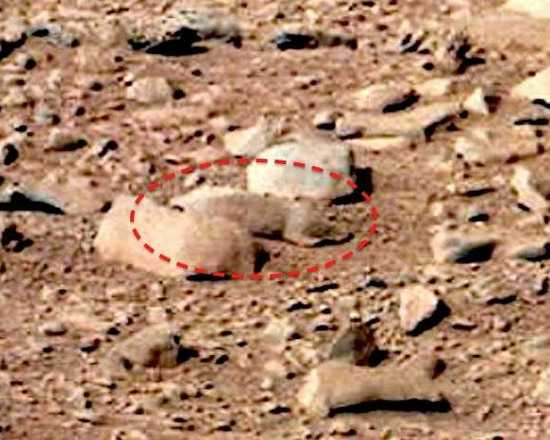 Chú chuột xuất hiện trên Sao Hỏa 