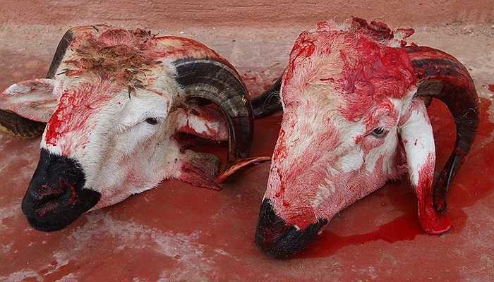 Đầu cừu - Ma-rốc Món ăn có phần man rợ này được nhiều nước sử dụng. Đặc biệt là ở Ma-rốc, nơi người dân thường ăn món này vào những dịp đặc biệt. Nó là một trong những món đặc sản của các huyền thoại Djemaa el Fna. Để ăn được món này, đầu tiên bạn phải bắt đầu với mắt và tai, sau đó nạo thịt má và lưỡi để thưởng thức