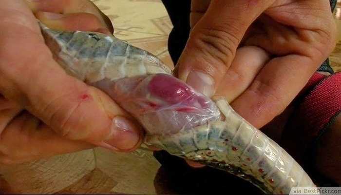 Quả tim rắn hổ mang bành - Việt Nam Thói quen ăn uống của các nước châu Á thường làm cho bạn bè quốc tế vô cùng bất ngờ. Ở Việt Nam, tim rắn hổ mang bành được cho là món ăn vô cùng bổ dưỡng và có tác dụng tăng cường sức khỏe rất lớn. Tuy nhiên, để chế biến thì thực sự không đơn. Theo báo chí nước ngoài, một đầu bếp người Trung Quốc từng bị rắn hổ mang cắn chết trong khi đang làm thịt nó