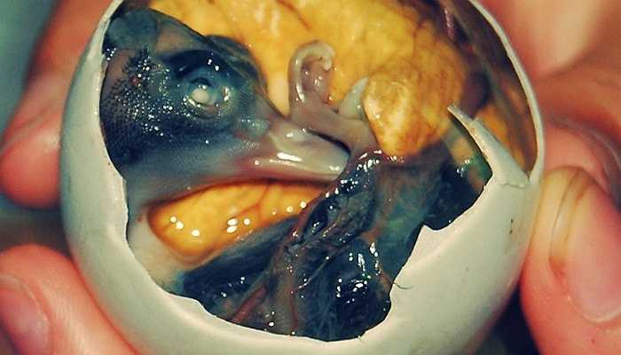 Trứng vịt lộn - Việt Nam, Philippines Trứng vịt lộn thực chất là bào thai của vịt đang hình thành. Bào thai này thậm chí đã có lông, mỏ và chân trước khi bị đem luộc sống. Người dùng chỉ việc bóc vỏ và thưởng thức.Nhiều người đã so sánh việc ăn trứng vịt lộn với ăn một thai nhi đang hình thành