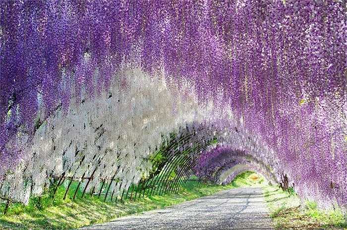 Vườn Kawachi Fuji, Nhật Bản