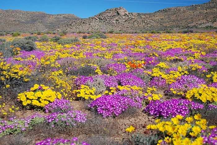 Những khóm hoa rực rỡ mọc lên vào mùa xuân trên Namaqualand, Namibia