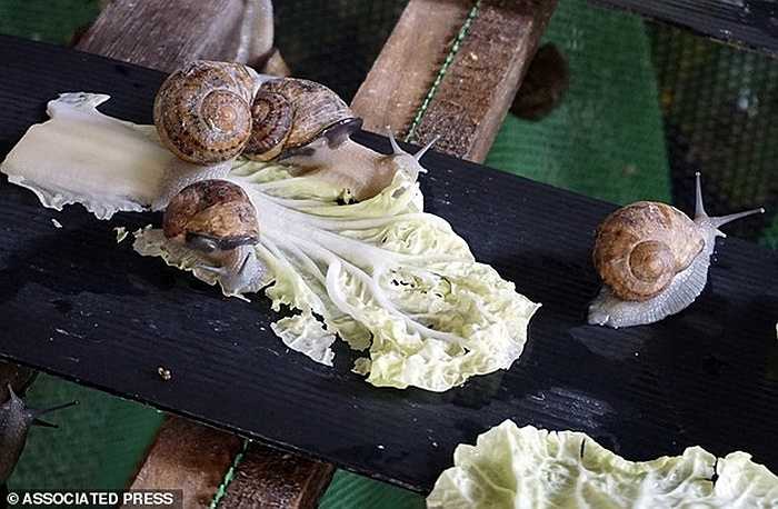 Cách làm đẹp nhờ chất nhầy của ốc sên được cho là có từ thời Hy Lạp cổ đại. Trong khi đó, Hyppocrat đã từng nghiền ốc sên trộn sữa chua để chữa viêm da