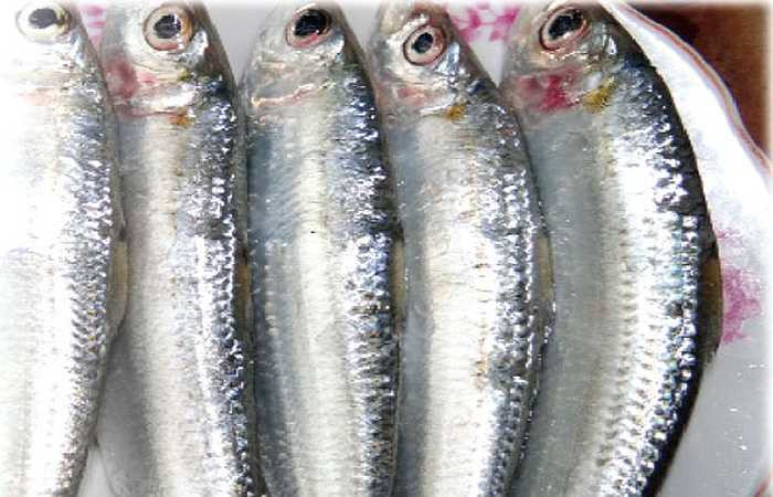 Cá trích: Bệnh nhân gout tuyệt đối không nên thêm cá trích, cá ngừ, cá cơm vào thực đơn bữa ăn hàng ngày. Cá trích chứa nhiều chất đạm, chất mỡ không tốt cho bệnh nhân bị bệnh gout.