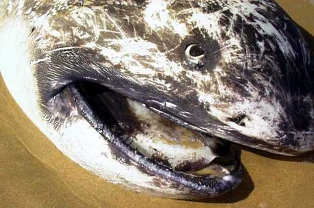 Con cá mập tương tự được tìm thấy vào năm 2002 tại vùng biển Nam Phi