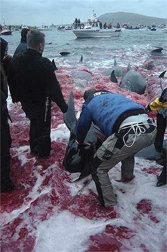 Mỗi hè, vùng biển trên quần đảo Faroe, Đan Mạch biến thành màu đỏ sau khi họ sát hại hàng trăm con cá heo Calderon