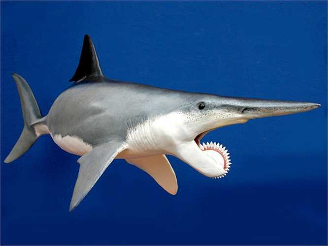 Với tên gọi Cá mập 'Helicoprion', con thủy quái khổng lồ này sống cách đây 250 triệu năm. Nó nặng gần nửa tấn và dài đến gần 8m, to hơn bất cứ loài cá nào ở đại dương. Chúng sở hữu chuỗi răng nhọn như dao có hình cong ở hàm dưới. Khi con quái vật này cắn, con mồi của nó sẽ bị xẻ dọc một đường ở giữa thay vì bị cắn nát như với cá mập bình thường.