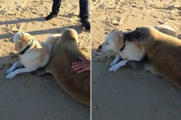 Video: Hải cẩu và chó ôm nhau quấn quýt trên bãi biển