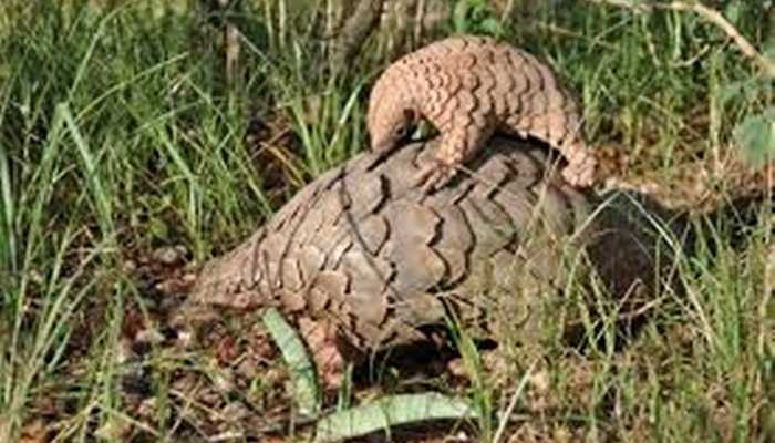 Tê tê là một loài lưỡng tính - Điều đó có nghĩa rằng giới tính của chúng có thể thay đổi. Và thay đổi theo cân nặng. Theo các thống kê, tê tê đực nặng gấp rưỡi con cái, thậm chí có khi gần gấp đôi