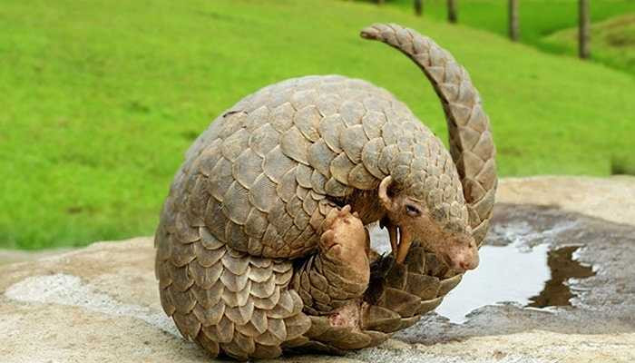 Tê tê có khả năng phát ra axit gây mùi 'hôi thối' từ lỗ hậu môn của mình để xua đuổi kẻ thù khi chúng bị đe dọa.