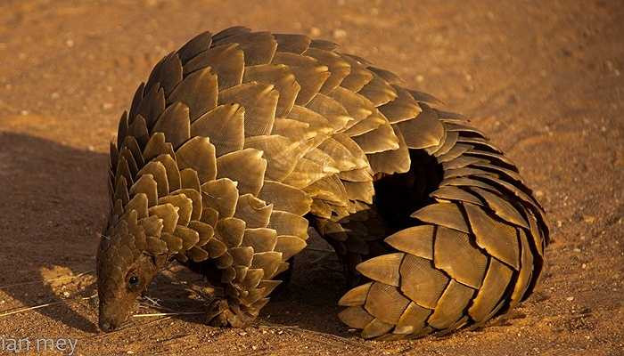 Là loài động vật có vú duy nhất sở hữu lớp vảy rất dày - Lớp vảy này cấu tạo từ Keratin - giống như móng tay của con người, sừng tê giác hay móng của các loài chim, và có thể bảo vệ tê tê khỏi các loài động vật ăn thịt