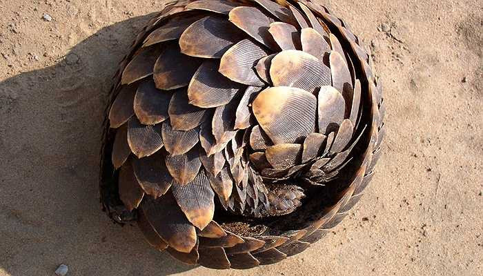 Tê tê có thể cuộn tròn - Tê tê trong tiếng Anh là 'Pangolin' và từ này có nghĩa là 'động vật có thể cuộn tròn' theo ngôn ngữ Mã Lai. Đây chính là 'vũ khí' mạnh nhất của tê tê khi gặp các động vật ăn thịt, chúng rất khó xuyên thủng lớp vảy của tê tê khi cuộn tròn