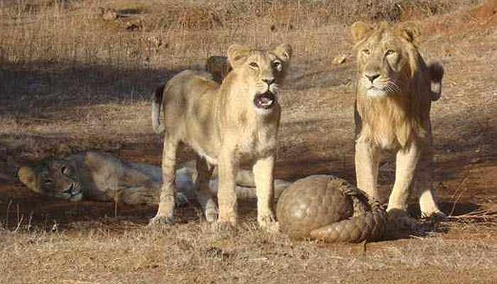 'Chúa sơn lâm' cũng 'chào thua' lớp vảy của tê tê - Lớp vảy keratin của tê tê chính là màng bảo vệ quá vững chắc khiến nó có thể 'tự tin' dù bị những kẻ thù khát máu vây quanh