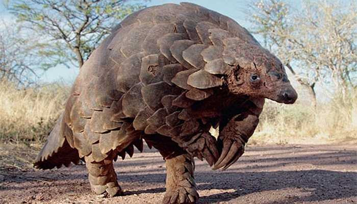 Người ta không biết rõ về tuổi thọ của tê tê - Thông thường sau khi bị thuần hóa, tê tê chỉ có thể sống trong 19 năm. Tuy nhiên, cuộc sống trong các vườn thú khác xa thế giới hoang dã và được cho là làm giảm đi tuổi thọ của loài vật này. Hiện nay, người ta vẫn chưa biết rõ tê tê sống được bao lâu