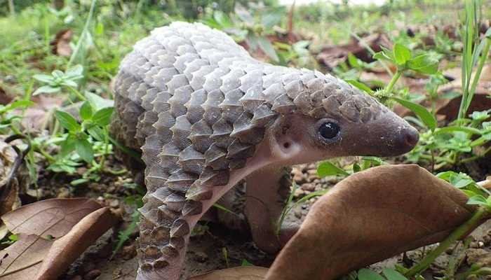 Họ hàng gần nhất của tê tê không phải là thú ăn kiến - trước đây, các nhà khoa học cho rằng tê tê là loài động vật thuộc Lớp Thú Xenarthra với bề ngoài khá giống với thú ăn kiến, con lười, con trút, tuy nhiên sau này đã có bằng chứng cho thấy, tê tê thuộc Bộ ăn thịt như báo, gấu và chó sói