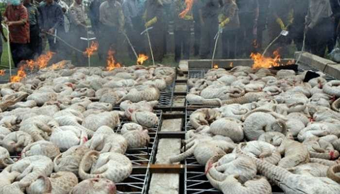 100.000 con tê tê bị bắt và buôn bán mỗi năm - Việt Nam và Trung Quốc là hai quốc gia tiêu thụ tê tê nhiều nhất thế giới. Người ta lấy thịt và vảy của chúng để kiếm tiền. Đến nay, trước nguy cơ tuyệt chủng, tê tê đã được thêm vào sách đỏ .