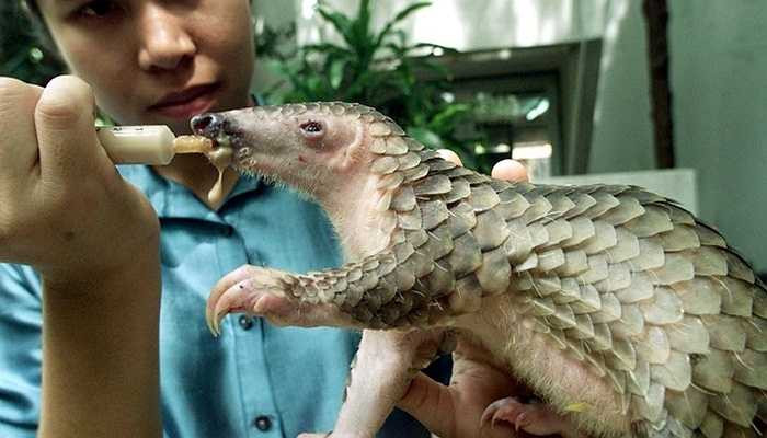 Thị lực kém - Ngoại trừ loài tê tê đuôi dài ở châu Phi, các giống tê tê khác đều có đôi mắt rất bé và điều đó có nghĩa rằng thị lực của chúng rất hạn chế. Chúng săn mối hay kiến làm thức ăn nhờ chủ yếu vào khả năng nghe và ngửi mùi