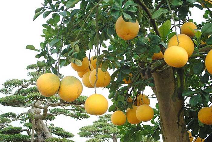 Chậu bưởi 'khủng' này thuộc quyền sở hữu của nghệ nhân Chu Văn Mạnh (Mỹ Đình, Hà Nội). Cây bưởi này được ông Mạnh mua từ năm ngoái. Và mới được mang từ Mỹ Đình về Ngọc Tảo (Phúc Thọ, Hà Nội) cách đây gần một năm. (Theo VNN)