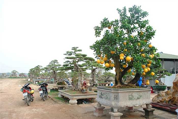 Cây bưởi nổi bật nhất trong vườn cây cảnh của nghệ nhân Chu Văn Mạnh, cạnh quốc lộ 32, hướng Hà Nội – Sơn Tây. Bà Vân Anh – vợ ông Mạnh cho biết ngày nào cũng có khách đến thăm vườn, ai đi qua cũng phải trầm trồ khen ngợi. (Theo VNN)