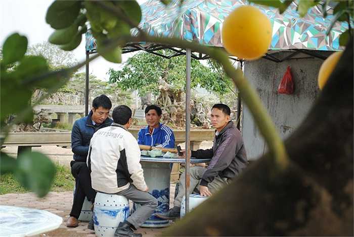 Thợ làm vườn và khách khứa đến thăm vườn ngồi uống trà và trò chuyện với chủ đề xung quanh cây bưởi giá trăm triệu này. (Theo VNN)
