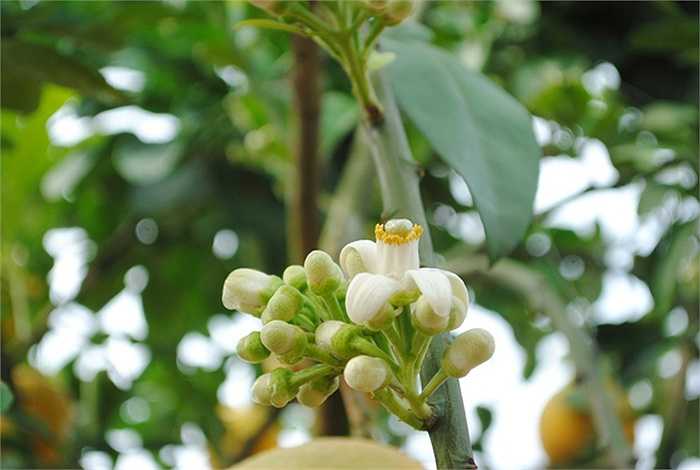 Đối với dân chơi cảnh lâu năm, để gặp được một cây bưởi đẹp như thế này rất khó. Vì năm nay nhuận một tháng nên cây có đủ cả hoa, quả và lộc, chứ mọi năm thì không được đầy đủ như vậy. (Theo VNN)