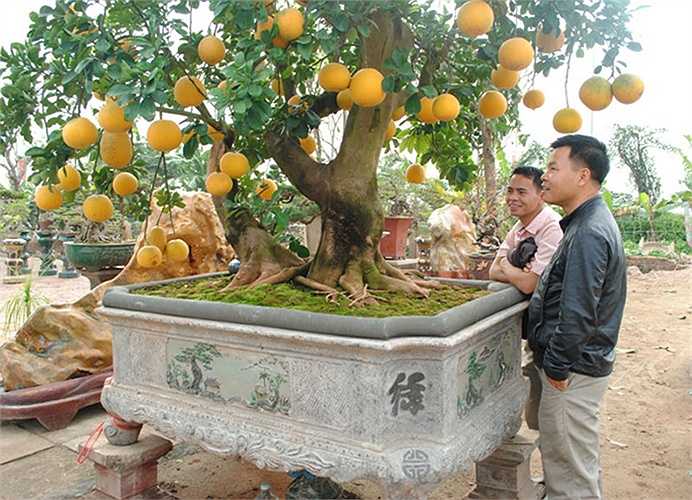 Anh Trọng – người làm thuê tại vườn cho biết cách chăm sóc cây khá đơn giản, chỉ cần ngày hai lần tưới nước đều đặn là được. Tuy nhiên nước phải tưới vào lúc sáng sớm và chiều muộn như vậy cây sẽ phát triển tốt hơn. (Theo VNN)