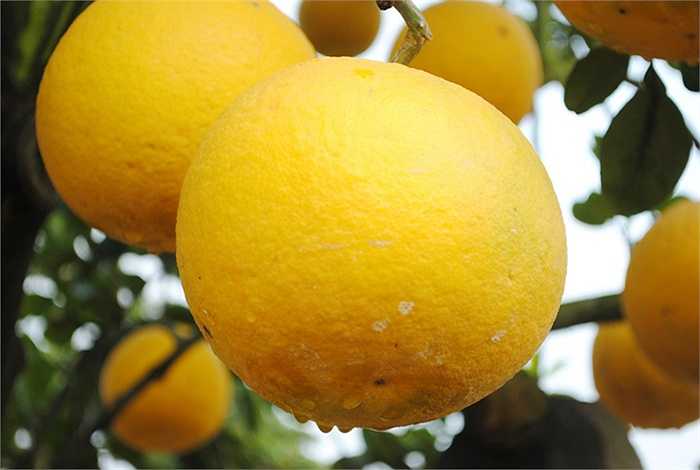 Cây thuộc giống bưởi diễn, quả to vừa phải, vàng ươm nhìn rất đẹp mắt. (Theo VNN)