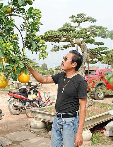 Với kinh nghiệm hơn 10 năm chơi cây cảnh, ông Chu Văn Mạnh vừa nhìn là đã quyết định mua cây bưởi về chơi. Vườn cây của ông Mạnh hiện tại có 3 công nhân chuyên làm nhiệm vụ chăm sóc cây cảnh. (Theo VNN)