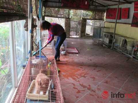 Trông giữ chó, mèo tính tiền triệu ngày Tết