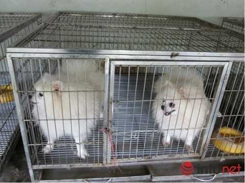 Trông giữ chó, mèo tính tiền triệu ngày Tết