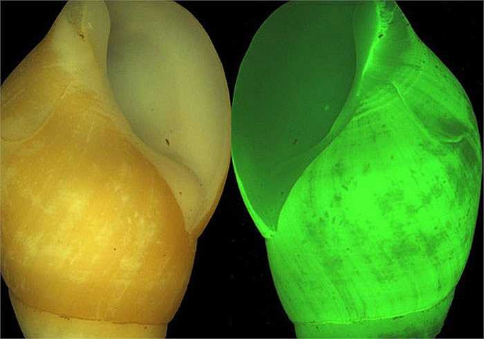 Ốc sên clusterwink tự phát quang sinh học. Chúng tạo ra ánh sáng nhấp nháy màu xanh lá cây khi bị quấy rầy hoặc đe dọa.