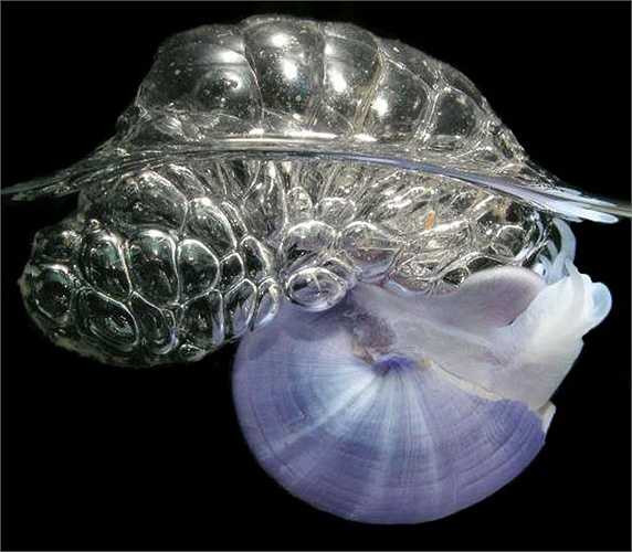 Ốc sên Janthina janthina có khả năng nhả bong bóng như một chiếc bè để di chuyển qua những khoảng cách dài trong nước.