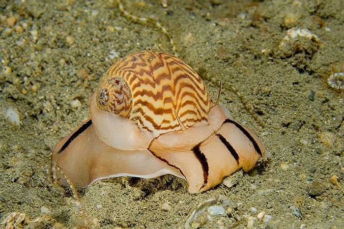 Loài ốc mặt trăng sống ở tây bắc Thái Bình Dương. Lưỡi của chúng có gai và tiết ra một loại axit cực mạnh hòa tan vỏ canxi của con mồi khác. 