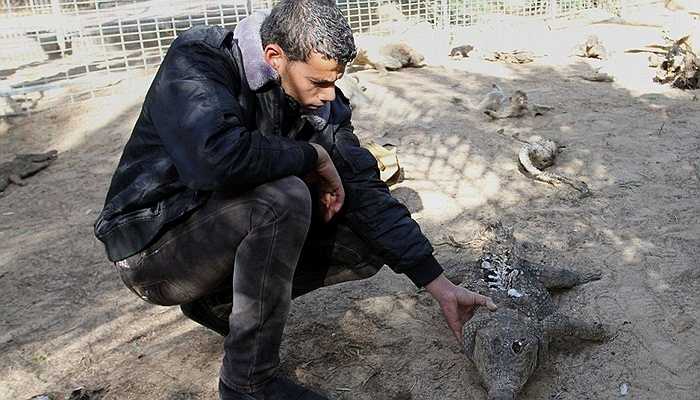 Một nhân viên người Palestine đang kiểm tra xác của một con cá sâu chết khô