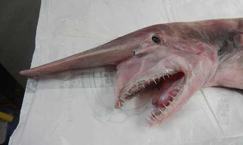 Phần đầu kỳ dị với chiếc mũi khoằm dài và giống mỏ chim