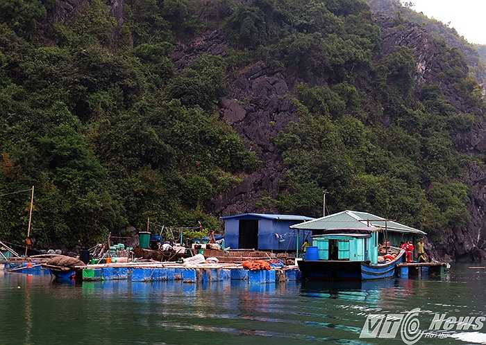 Trước khi vào 'Khu vực cấm' là nhà bè của hộ dân, vừa nuôi hải sản, vừa kiêm công tác bảo vệ vì đây là khu vực được bảo vệ nghiêm ngặt.