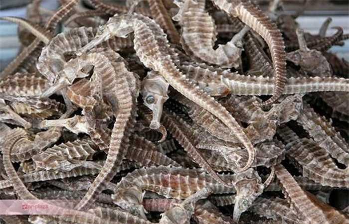 2. Cá ngựa: Cá ngựa từ lâu đã được biết đến là vị thuốc quý cho cánh mày râu trong việc tăng cường chức năng tình dục. Nam giới thường săn tìm loài động vật biển này về phối hợp với các vị thuốc khác để ngâm rượu và tạo nên loại thức uống 'một người khỏe, hai người vui'.