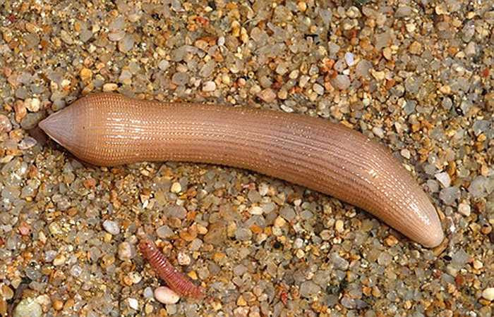 12. Sâm đất: Sâm đất là một loài giun sinh sống ở môi trường nước biển, có nhiều ở các vùng biển phía nam Việt Nam. Từ xa xưa chúng đã được coi như một thứ hải sản quý, được săn bắt để dâng cho vua, quan. Ngày nay, sâm đất được dân nhậu coi như một thứ 'viagra' giá rẻ.