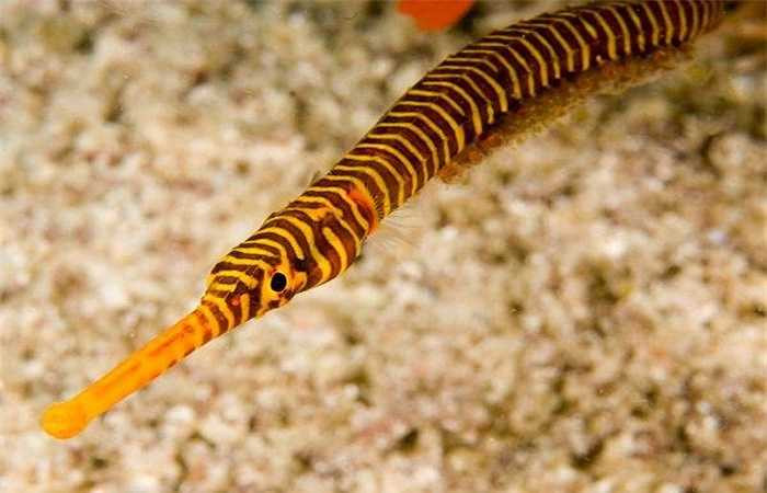 4. Rồng cường dương: Với giá tiền triệu, rượu ngâm 'rồng cường dương' được đồn thổi là một loại thần tửu, thường được ví như một thứ Viagra đến từ biển khơi, có khả năng cải thiện 'chuyện ấy' của các quý ông một cách rõ rệt.