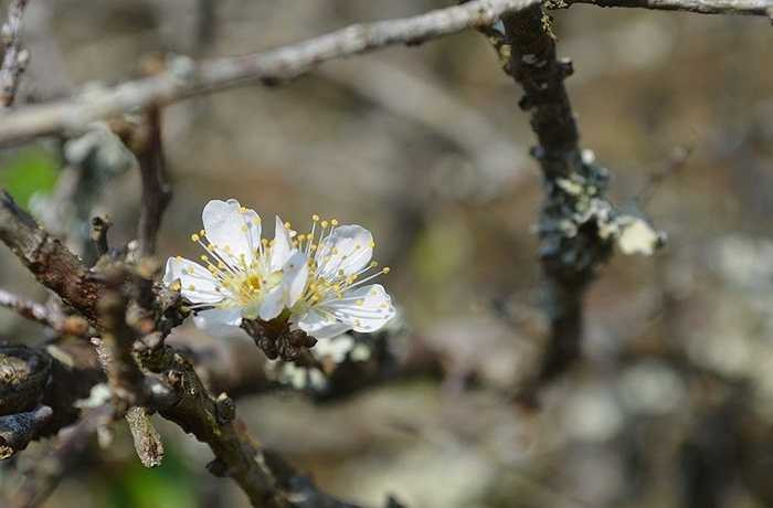 Hoa mận, hoa cải trắng muốt xen lẫn với sắc hồng hoa đào Mộc Châu tạo nên khung cảnh đẹp chốn đây trong những ngày giáp Tết Nguyên đán. 