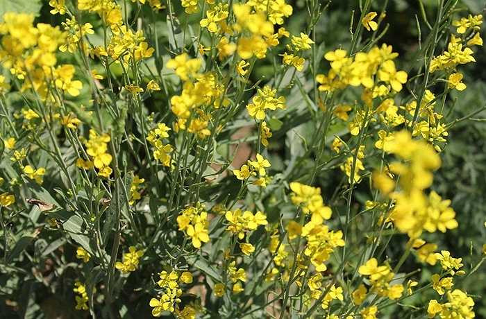 Hoa cải rực sắc vàng tràn đầy không khí xuân