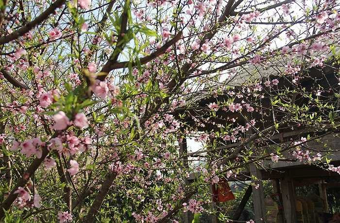 Không gian Mộc Châu những ngày giáp Tết như là bản hoà ca của những hoa mận, hoa cải trắng muốt xen lẫn với sắc hồng hoa đào vừa hé nở. Đây quả là một thiên đường hoa đúng nghĩa, tinh khôi và mê đắm lòng người, hút hồn du khách nơi nơi.