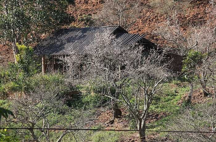 Mộc Châu đẹp như một bức tranh 