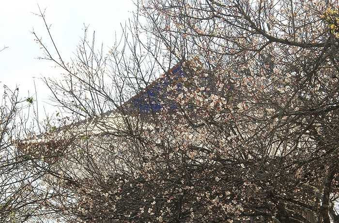 Theo công ty du lịch Vietrantour, hiện tại đang có tour du lịch 2 ngày lên Mộc Châu ngắm hoa mơ, hoa mận, hoa đào với giá 169.000 đồng/người lớn và 845 nghìn cho trẻ từ 4 - 11 tuổi.