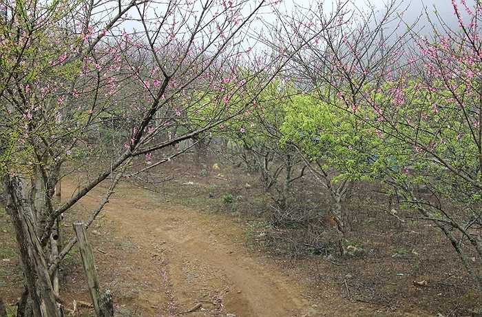 Còn theo công ty du lịch PYS Travel thì hiện ở công ty này đang đẩy mạnh các tuyến tour lên Mộc Châu dịp cận tết. Cụ thể sẽ ra các tour lên Mộc Châu 2 ngày 1 đêm hàng ngày với giá ngày thường là 158.000đồng/người và ngày thứ 7, chủ Nhật chỉ còn 138.000 đồng/người.