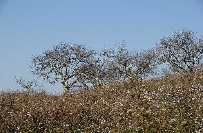 Ngoài đi du lịch theo tour, nhiều bạn trẻ đam mê đi phượt cũng tranh thủ dịp này tổ chức các chuyến đi ngắm hoa mận, hoa đào nở.