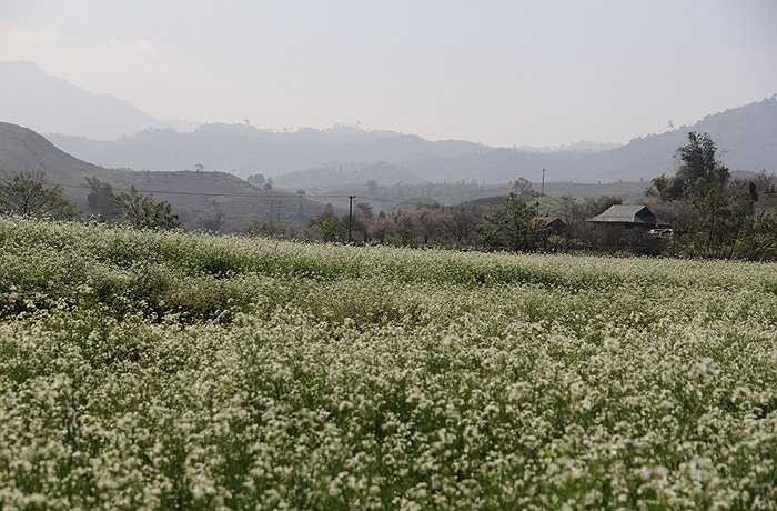 Đồng cải trắng là một trong những điểm du lịch hút khách