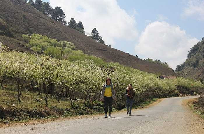 Hoa mận nở rộ khắp nơi